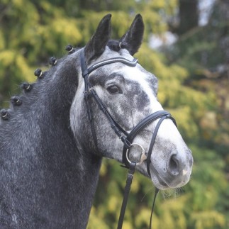 Wembley bridon X-line Elda