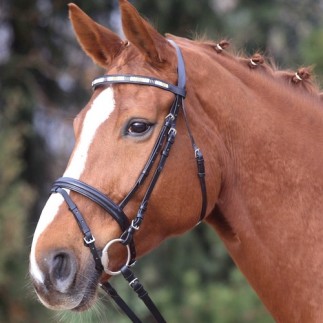 Wembley Star: bridon Enjoy | Star: bridon Enjoy