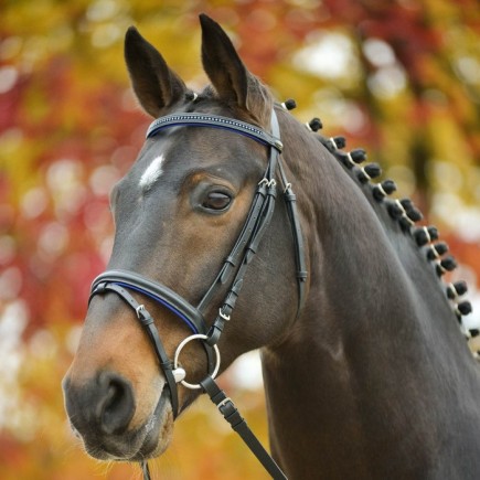 Star bridon Diamond color