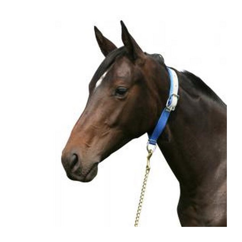 Collier pour cheval – Bleu