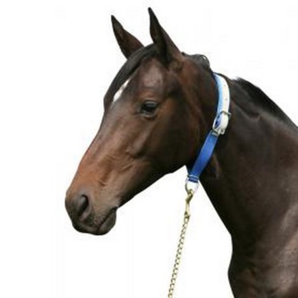 Collier pour cheval – Bleu – Pfiff – Licols – Équitation