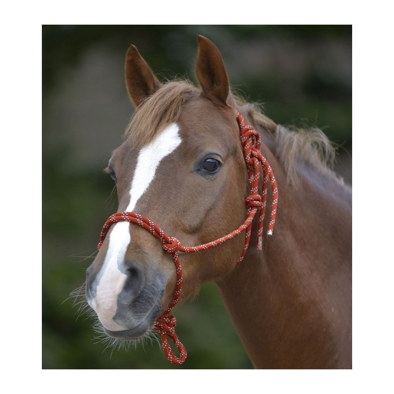 Licol à noeuds Licol à noeuds
